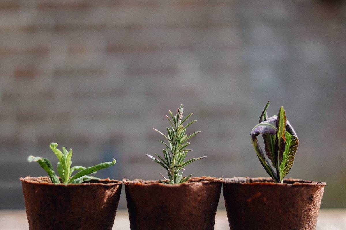 three potted plants growing - ways to change your money mindset and raise your prices