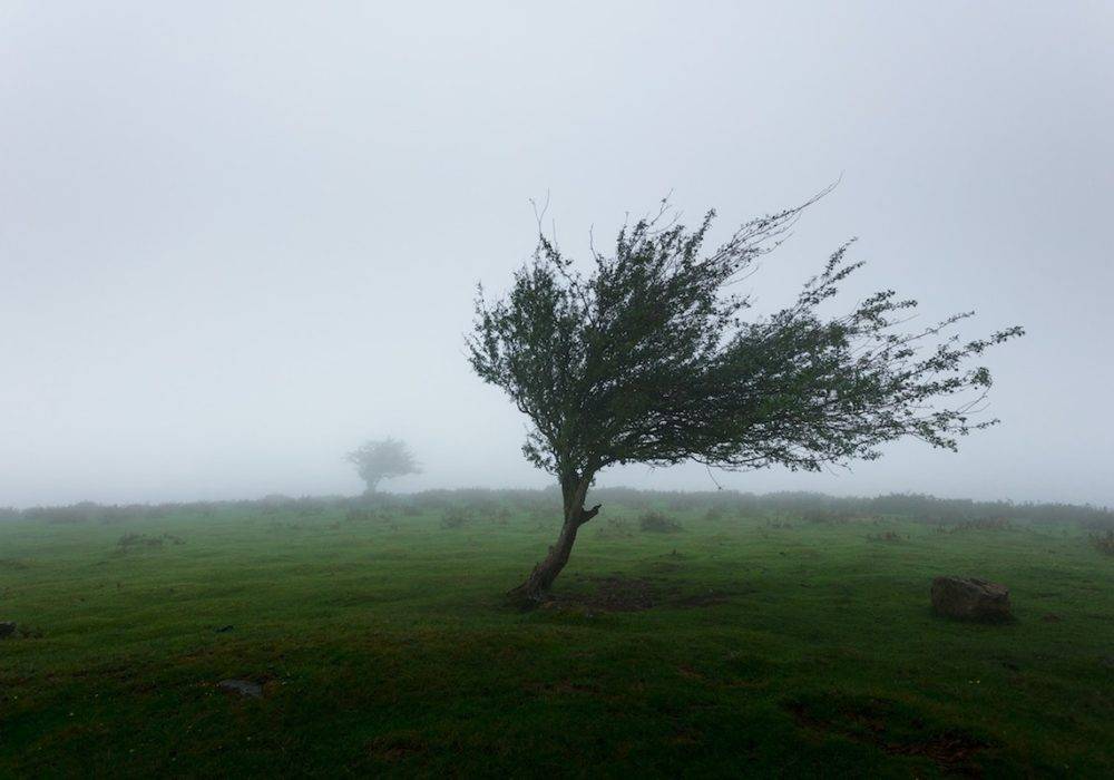 tree in the wind