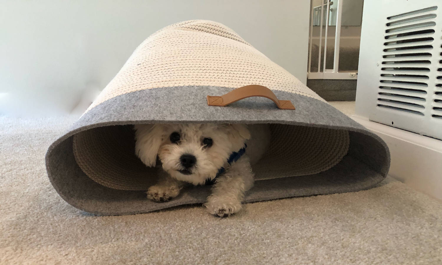 Puppy peeking out of a laundry hamper