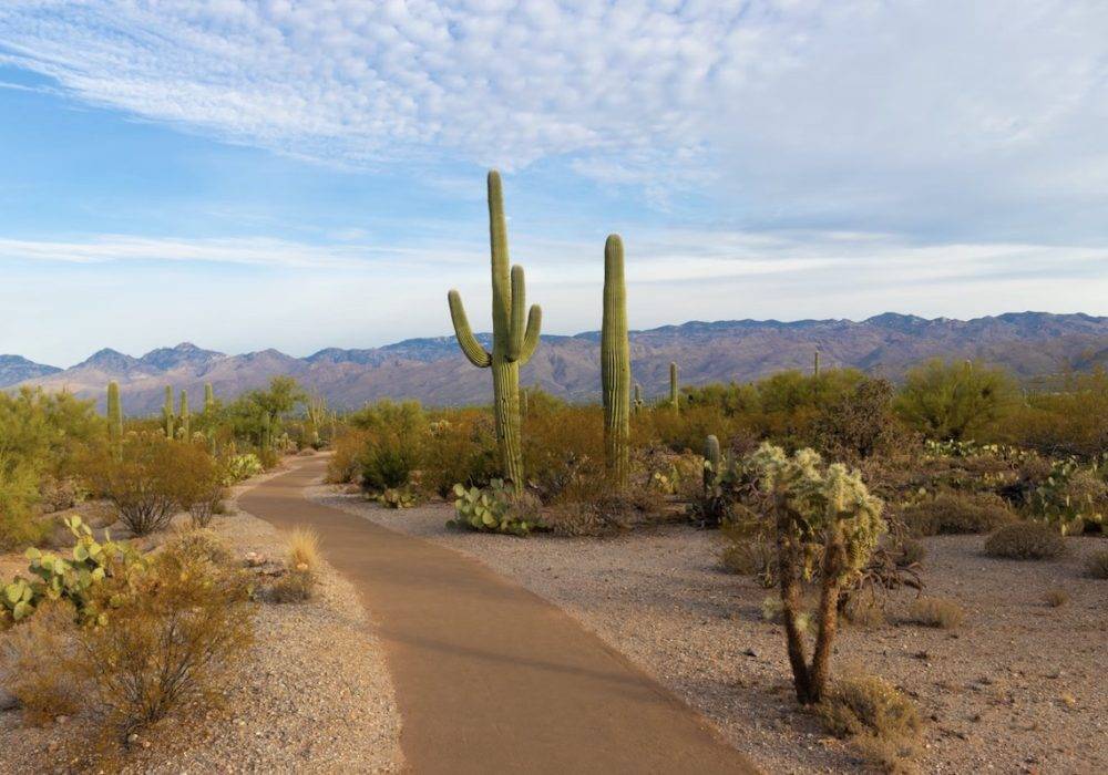 cactus and mountains in Arizona - digital nomad tips for running a business while traveling away from home