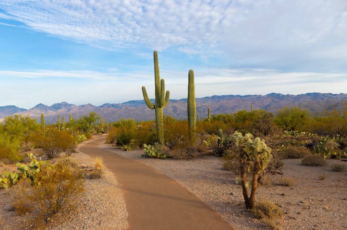 cactus and mountains in Arizona - digital nomad tips for running a business while traveling away from home