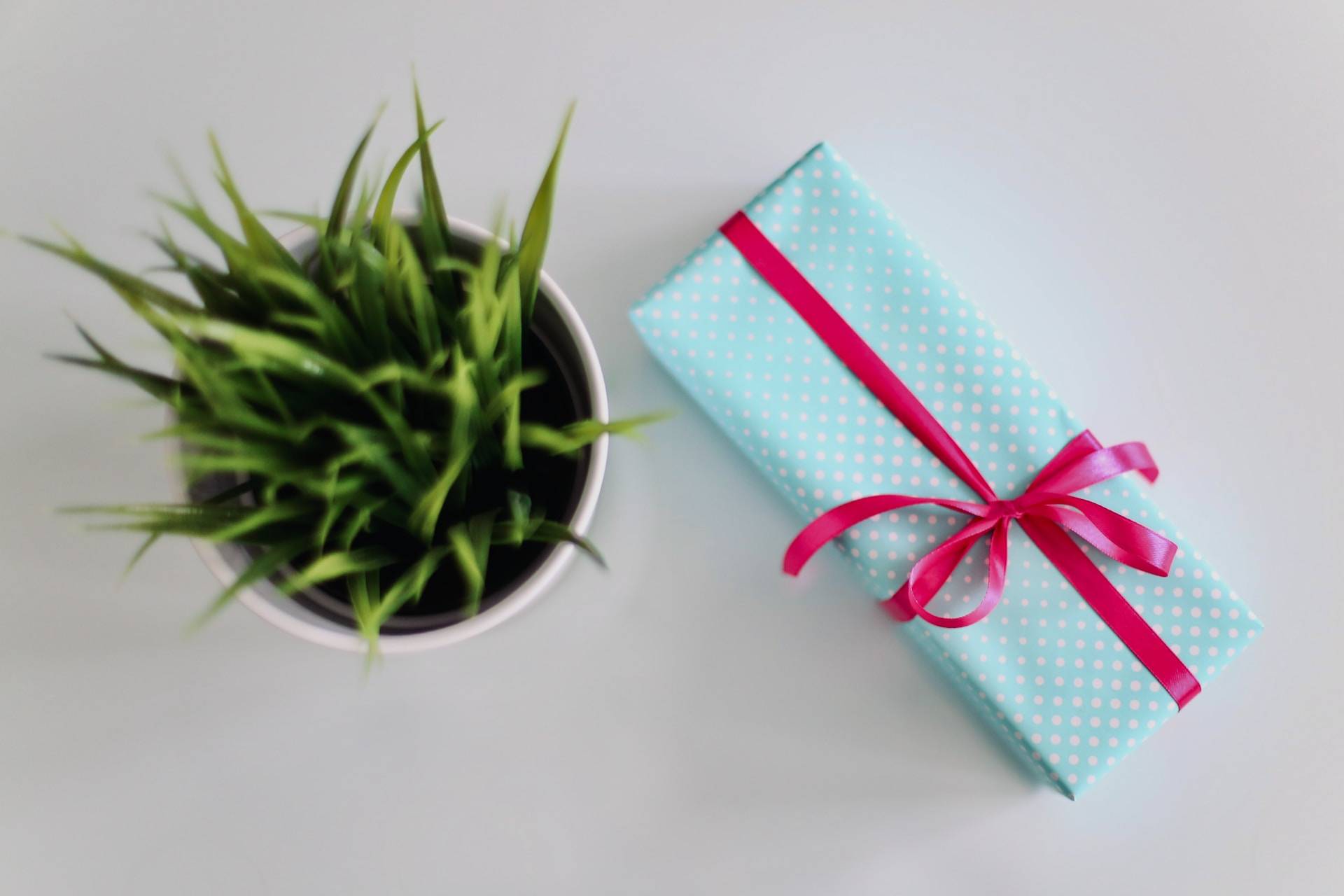 a neatly wrapped gift next to a succulent plant