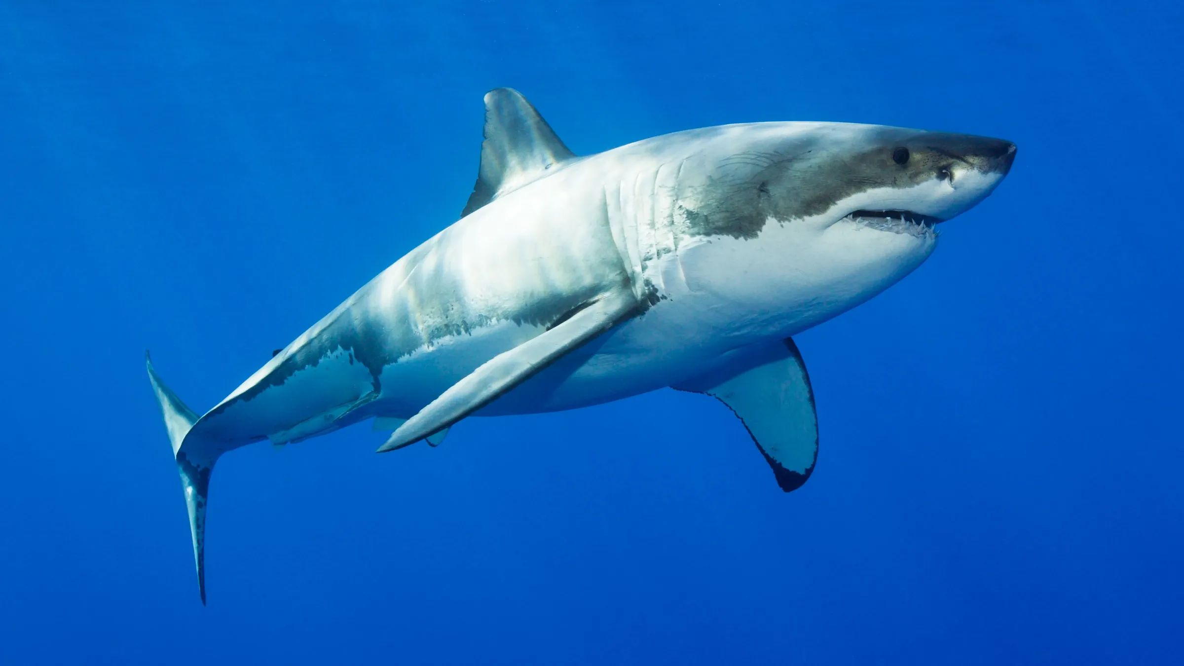 A cápaporc gyógyítja a fájó ízületeket és térdeket, de megelőzésre is szolgál