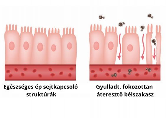 ColonBalance Plus Problémaspecifikus Probiotikum (60db) - Napfényvitamin