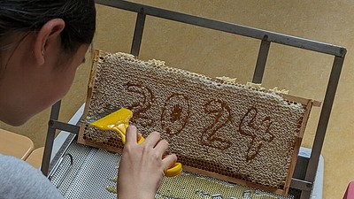 Schulimkerei Immchen – Die erste Honigernte, Juni 2024