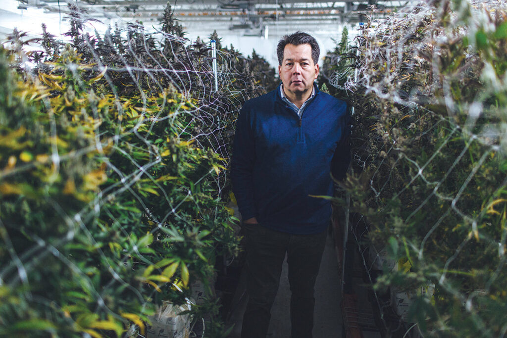 GREEN LIGHT? Rick McAuliffe stands among the marijuana plants growing at the Ocean State Cultivation Center in West Warwick, where he is the manager. The state’s licensed cultivators stand to benefit financially in the move to legalized recreational marijuana. / PBN PHOTO/RUPERT WHITELEY