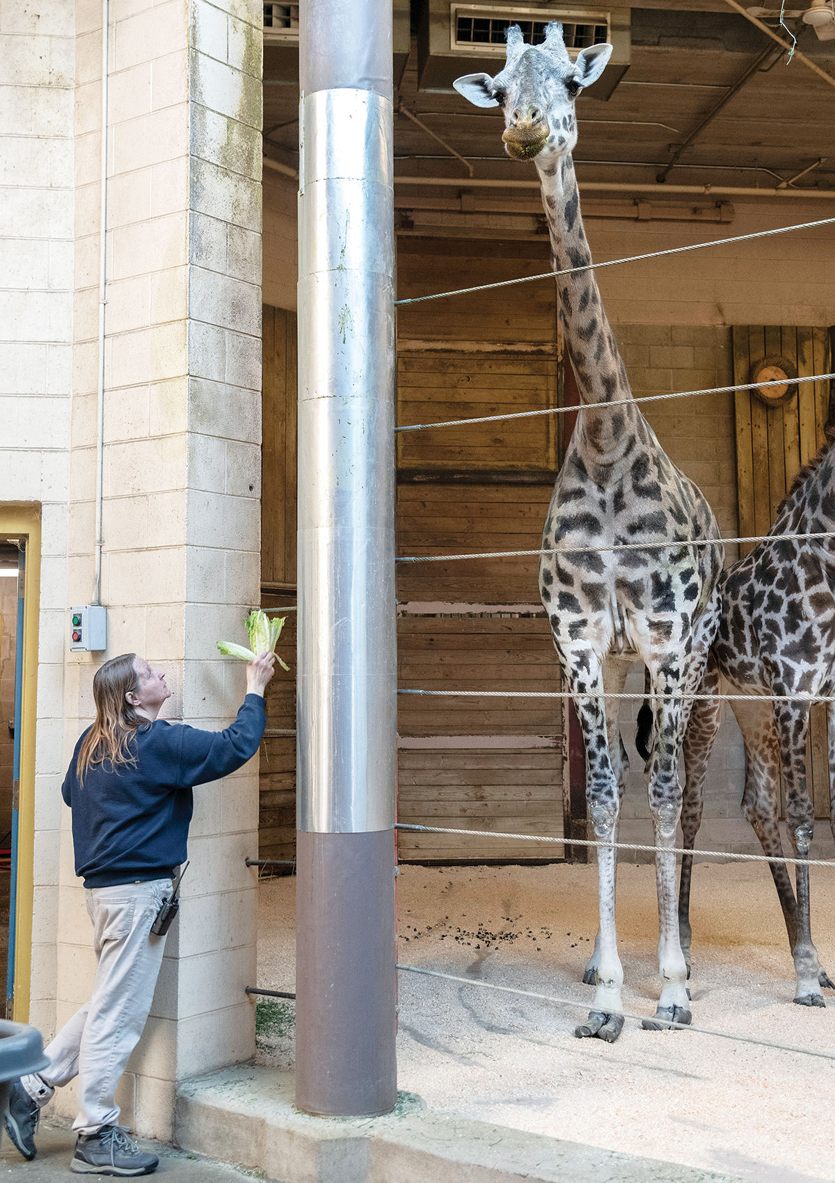 Beloved Roger Williams Park Zoo giraffe dies