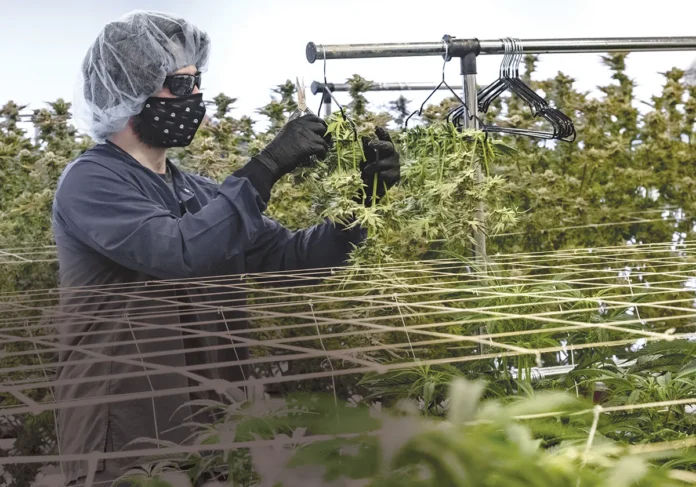 A WORKER AT Mammoth Inc., one of the state’s licensed cannabis cultivators, tends to the marijuana plants at its Warwick location. / PBN FILE PHOTO/MICHAEL SALERNO A WORKER AT Mammoth Inc., one of the state’s licensed cannabis cultivators, tends to the marijuana plants at its Warwick location. / PBN FILE PHOTO/MICHAEL SALERNO