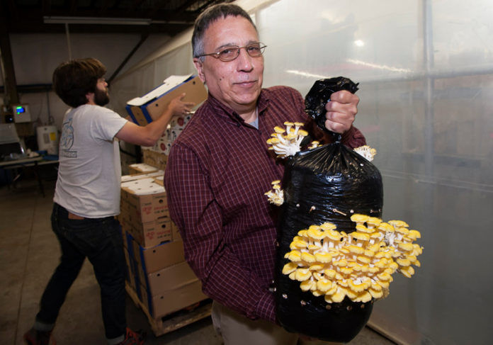 BOB DIPIETRO, FOUNDER and co-owner of the RI Mushroom Company just secured a $325,000 loan from the Business Development Co. /PBN FILE PHOTO/MICHAEL SALERNO BOB DIPIETRO, CO-FOUNDER and co-owner of the RI Mushroom Company just secured a $325,000 loan through the Business Development Co.