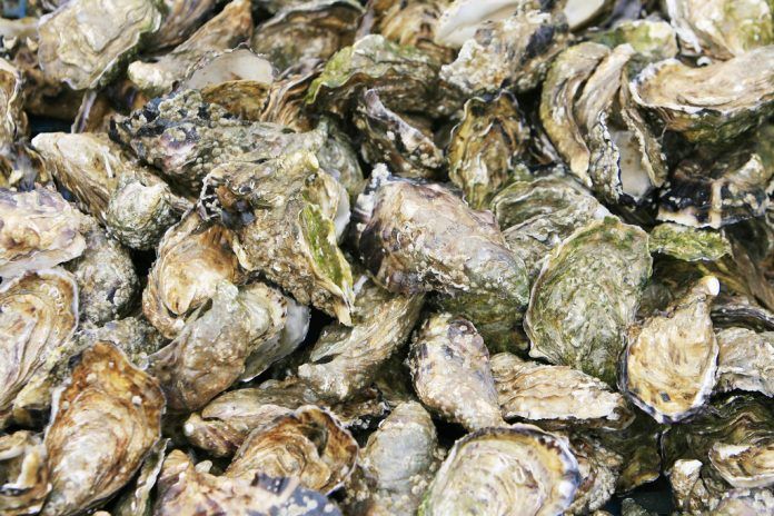 THE USDA'S Natural Resource Conservation Service has called on aquaculture oyster producers in Rhode Island to apply for financial and technical assistance through the Environmental Quality Incentives Program as part of an effort to restore oyster reefs in protected water bodies as part of the Rhode Island Oyster Initiative. / BLOOMBERG FILE PHOTO/CAROLINE BLUMBERG THE USDA'S Natural Resource Conservation Service has called on aquaculture oyster producers in Rhode Island to apply for financial and technical assistance through the Environmental Quality Incentives Program as part of an effort to restore oyster reefs in protected water bodies as part of the Rhode Island Oyster Initiative. / BLOOMBERG FILE PHOTO/CAROLINE BLUMBERG