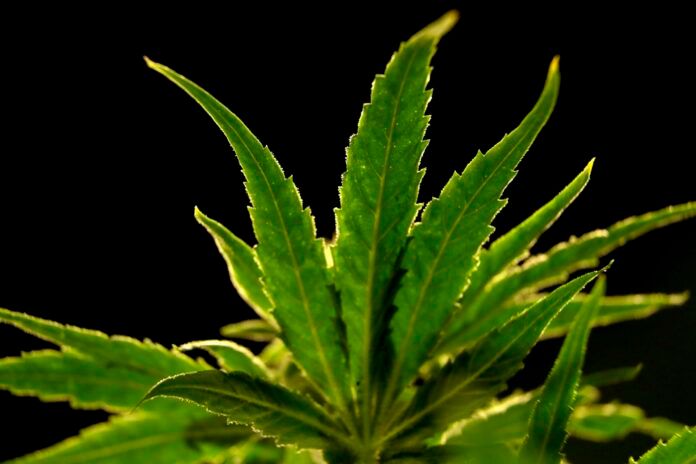 Driving High Vermont MASSACHUSETTS recreational marijuana shops posted more than $20 million in sales in 2019, according to the state. / AP FILE PHOTO/JULIO CORTEZ