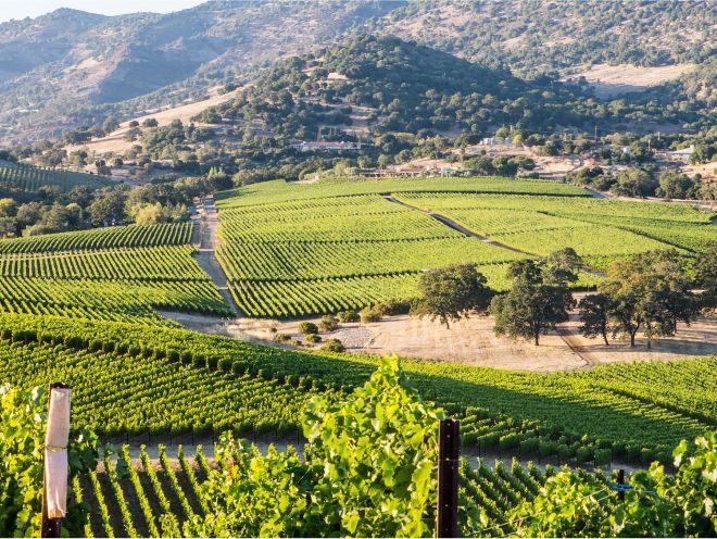 Far Niente 'Napa Valley' Cabernet Sauvignon 2023 :: Cabernet Sauvignon