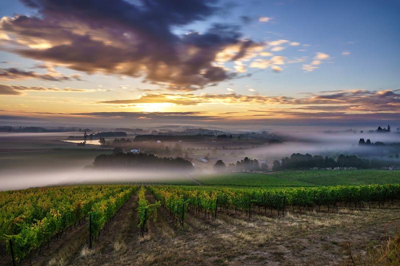 Cooper Mountain Vineyards Gamay Noir 2024 :: Other Red Wines