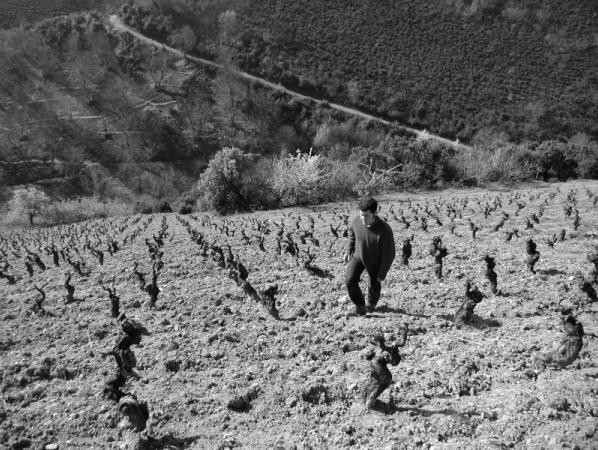 Descendientes de J. Palacios Bierzo 'Petalos' 2023 :: Spanish Red