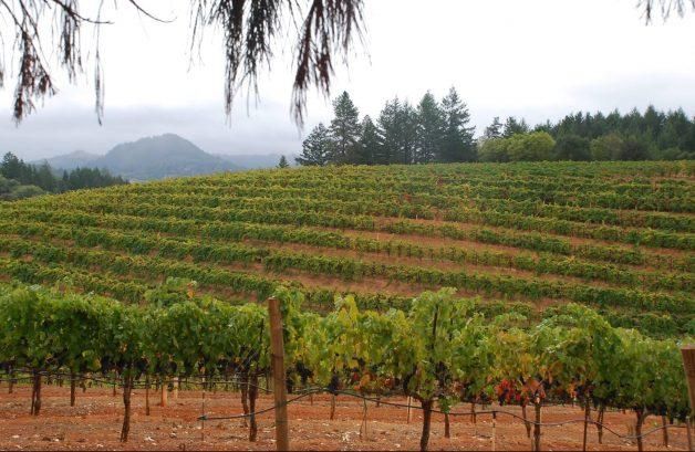 Four Vines 'Old Vine Cuvee' Zinfandel 2021 :: Zinfandel
