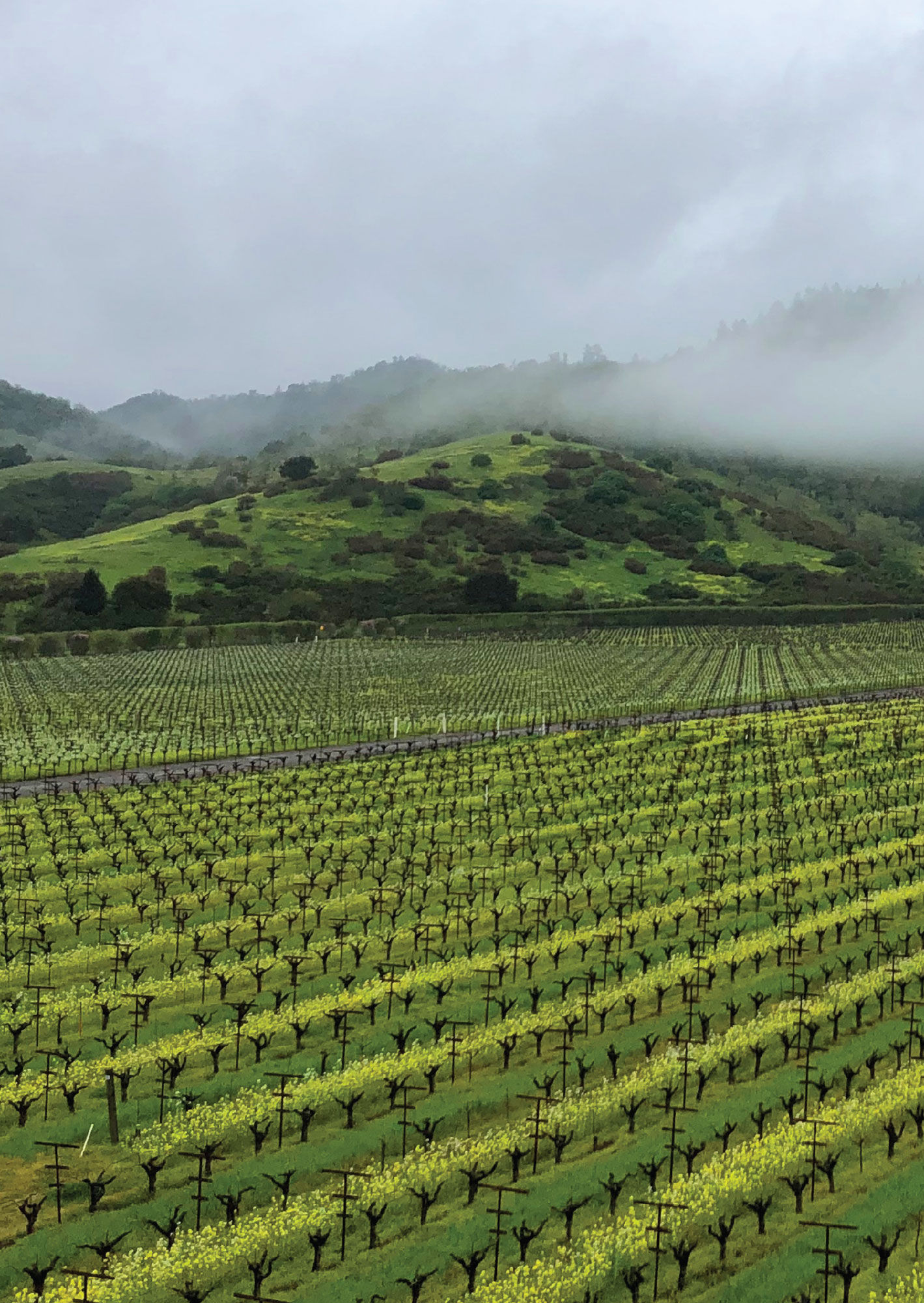 Dominus Estate Christian Moueix Proprietary Red 2020 :: Cabernet