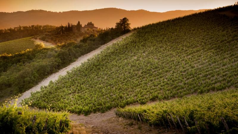 Castello Di Ama Gran Selezione Chianti Classico 2020 :: Italian Red
