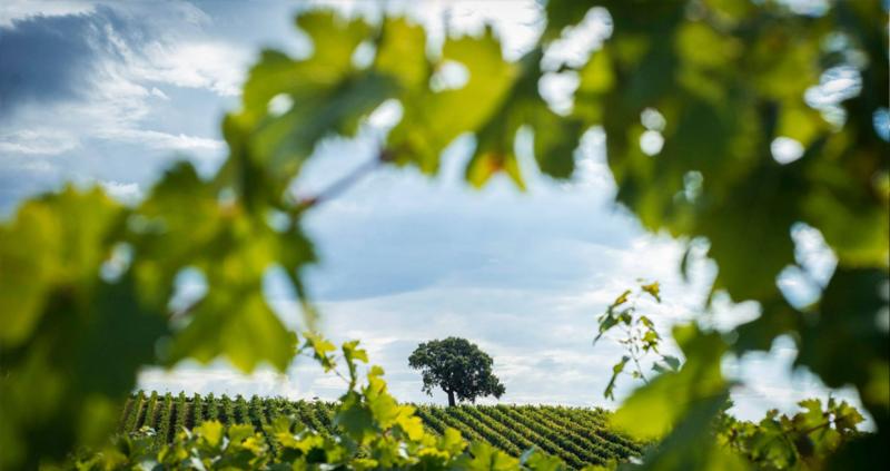 Piccini 'Venetian' Prosecco NV :: Bubbly Dry