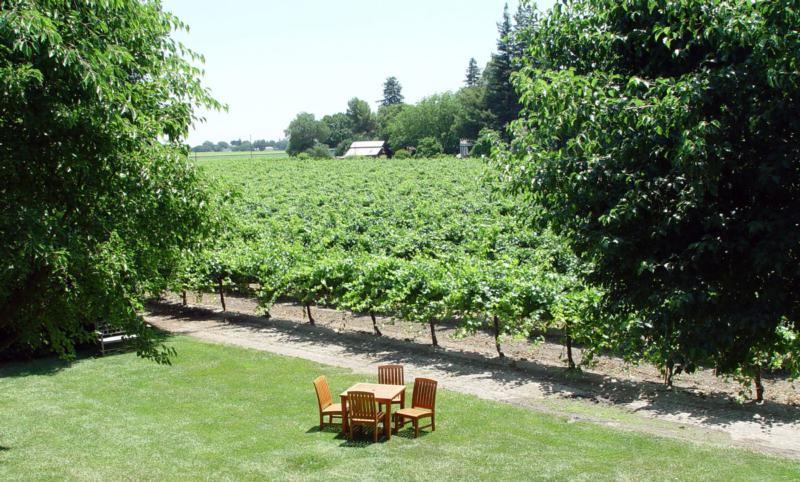 Bogle Vineyards Pinot Grigio 2024 :: Pinot Grigio / Pinot Gris