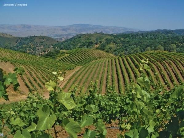 Calera 'Central Coast' Pinot Noir 2012 :: Pinot Noir