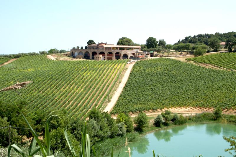 Di Sipio Montepulciano d'Abruzzo 2014 :: Italian Red