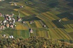 Andriano Pinot Noir 2022 :: Pinot Noir