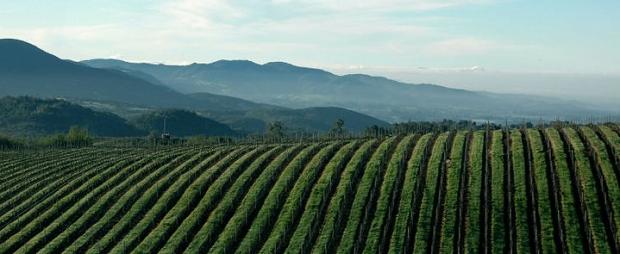 Caymus Vineyards Special Selection Cabernet Sauv 2019 :: Cabernet
