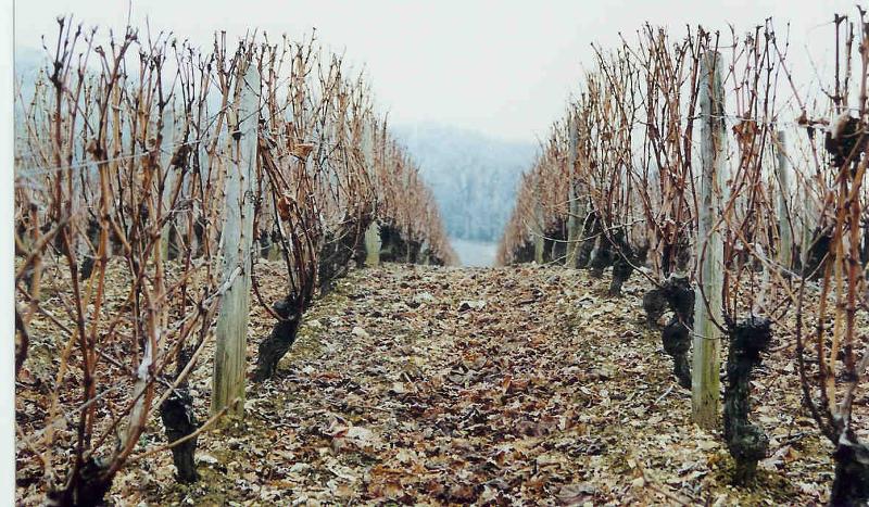 Vincent Grall 'Silex' Sancerre 2025 :: Loire White