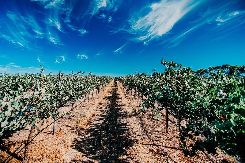 Unico Zelo Esoterico Riverland 2022 :: Other White Wines