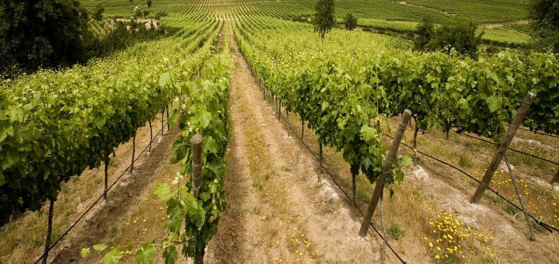 Colleleva Rosso Piceno 2023 :: Italian Red