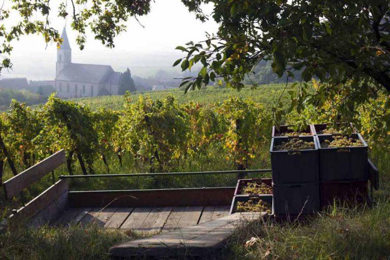 Domaine Ostertag Riesling Fronholz 2020 1.5L :: Riesling