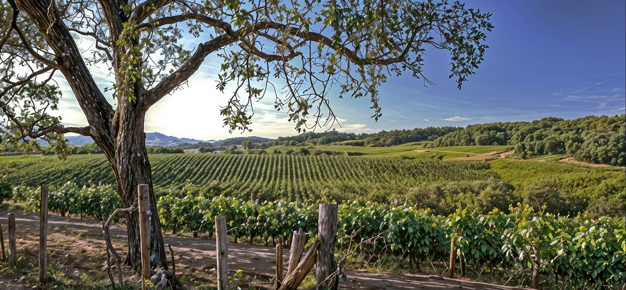 Frei Brothers 'Reserve' Sauvignon Blanc 2024 :: Sauvignon Blanc