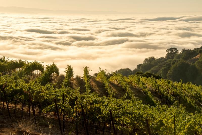 Ridge Vineyards Lytton Springs 2023 1.5L :: Red Blends
