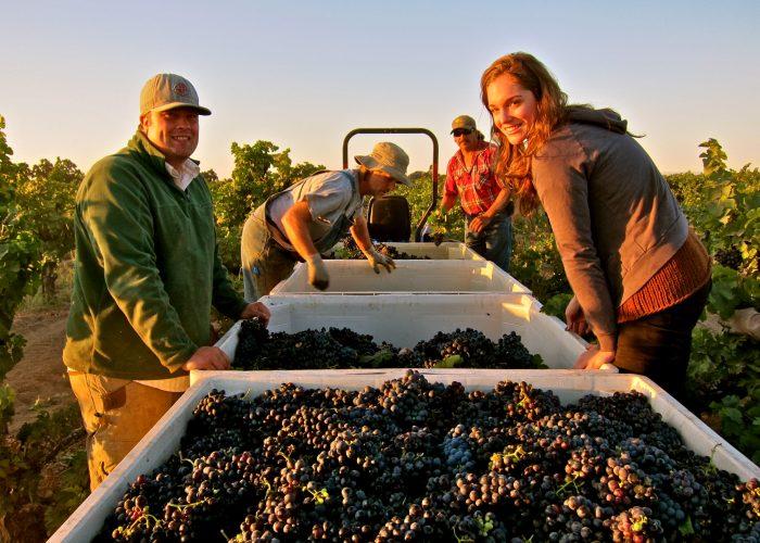 Turley 'Rattlesnake' Zinfandel 2019 :: Zinfandel
