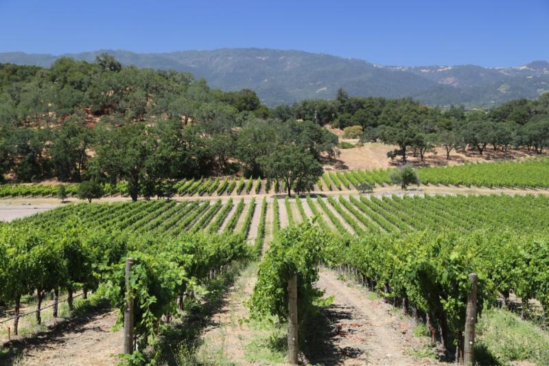 Joseph Phelps Vineyards Insignia 2019 :: Cabernet Sauvignon