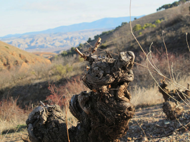 Bodegas Breca 'Breca' Old Vines Garnacha 2021 :: Spanish Red