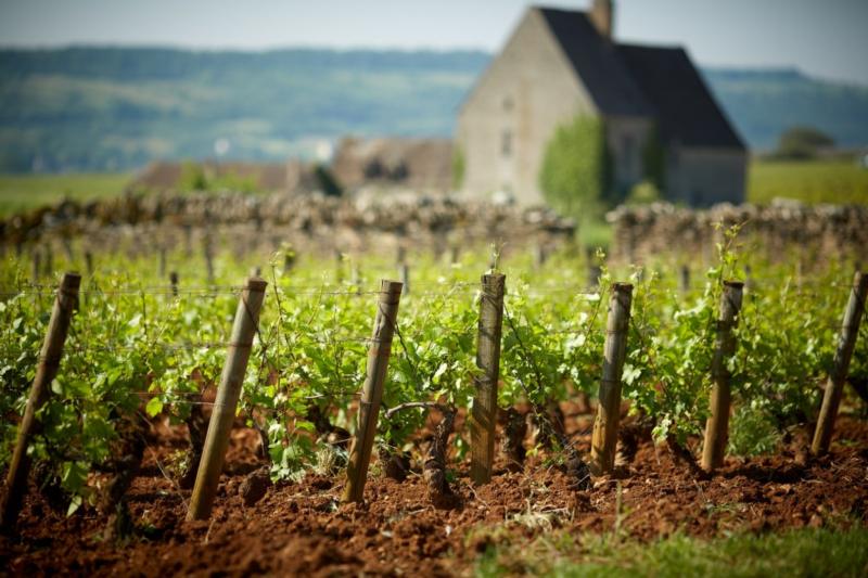 Olivier Leflaive Meursault 2009 :: Burgundy White