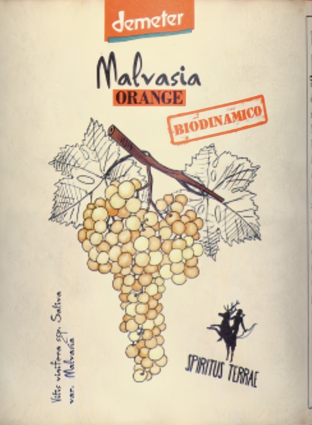 Spiritus Terrae Malvasia Orange 2024 :: Italian White
