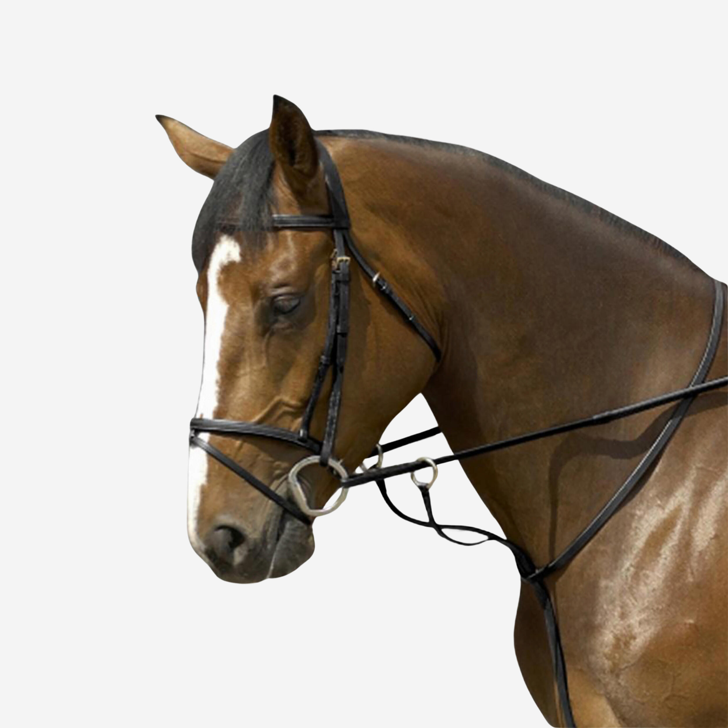 Fouganza Martingal mit Ringen Schooling schwarz
