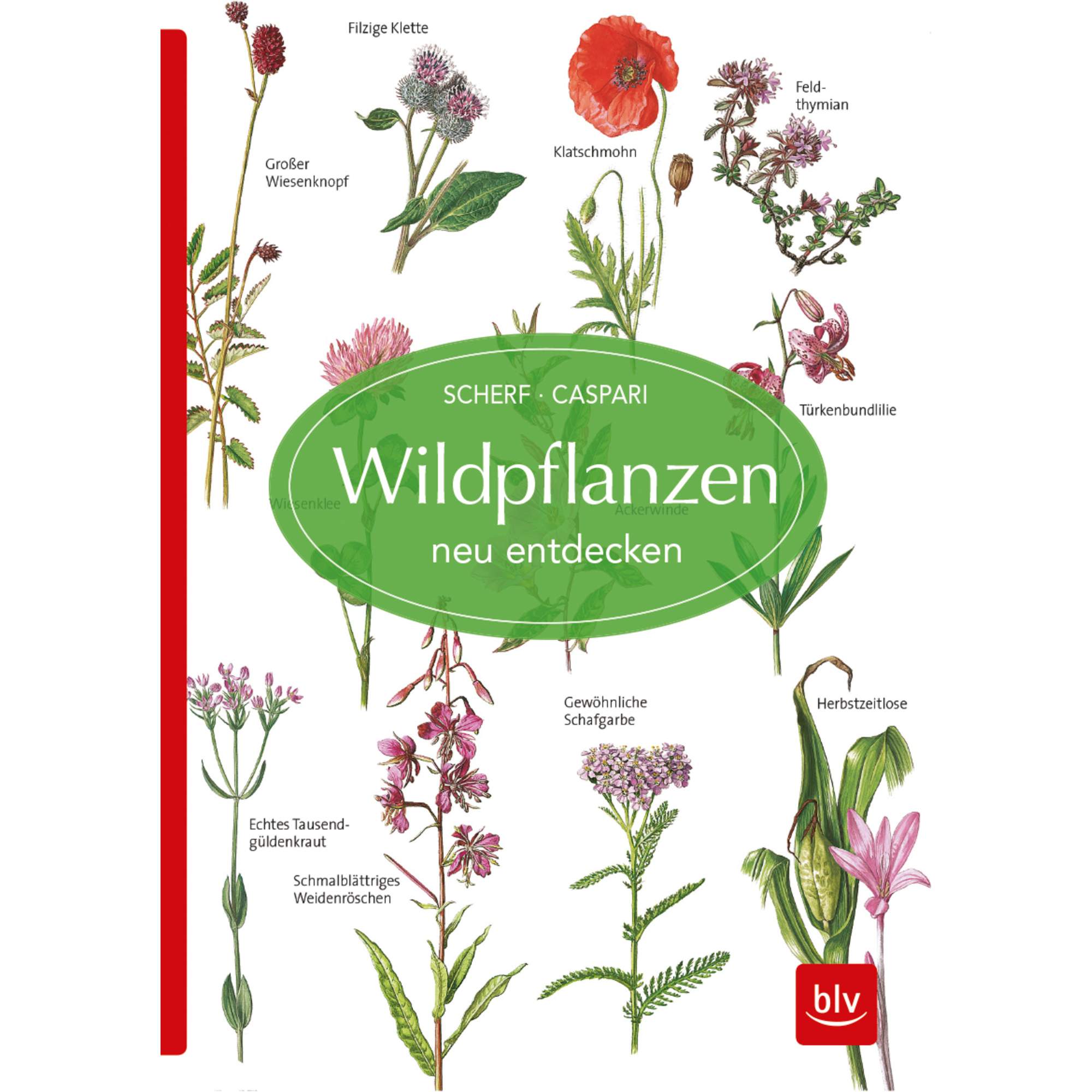 WILDPFLANZEN NEU ENTDECKEN