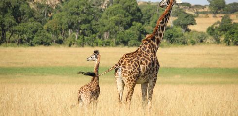 Wildlife-Beobachtung: Tipps für die Begegnung mit Wildtieren