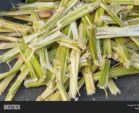 Sugarcane bagasse