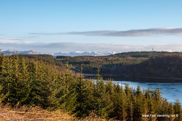 Skogsområde med vann bak