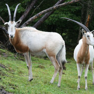 Haugaland zoo