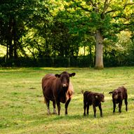 Trenchmore Farm's Summer Market 1.0