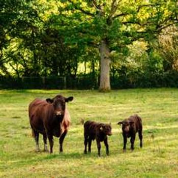 Trenchmore Farm's Summer Market 1.0