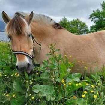 Dyreklubbsøndag og sommerfest på Borgund Dyreklubb søndag 26.05.24 kl. 12-14