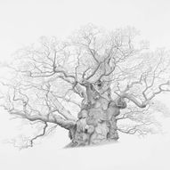 Mark Frith: Ancient Oaks