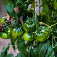 Minikurs - Hvordan lykkes med tomatplanten din 8. juni