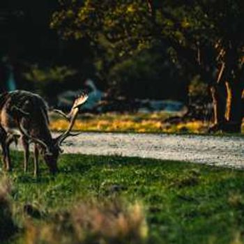 Bowhill BioBlitz